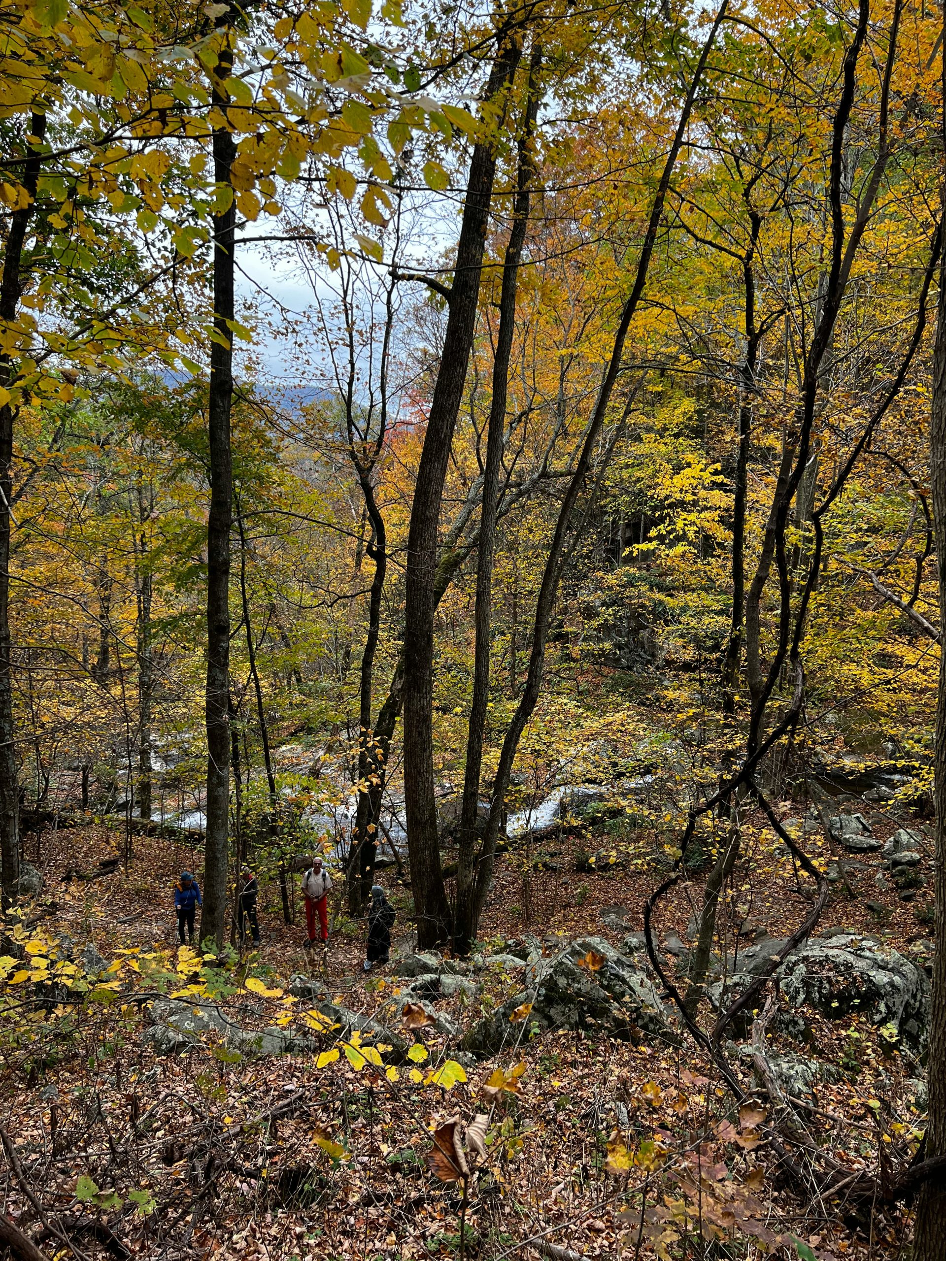 Conserved Forest